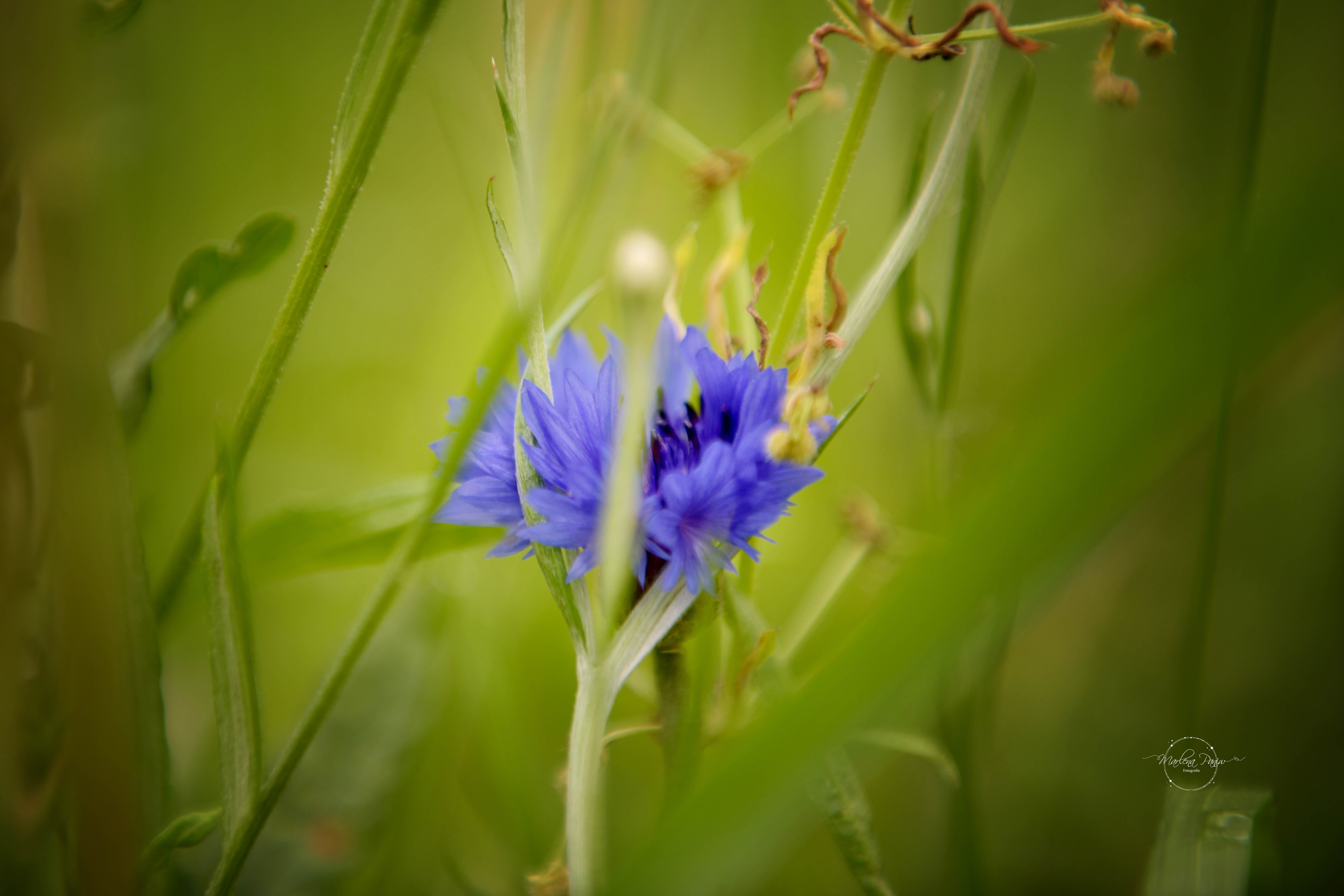 DSC_8082.jpg